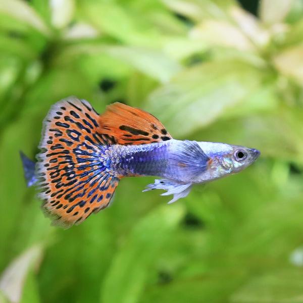 プラチナモザイクグッピー　ダンボ